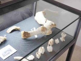 Vetrina espositiva a tavolo linea ARGURION, telaio in alluminio,cm 120x50x100h. 